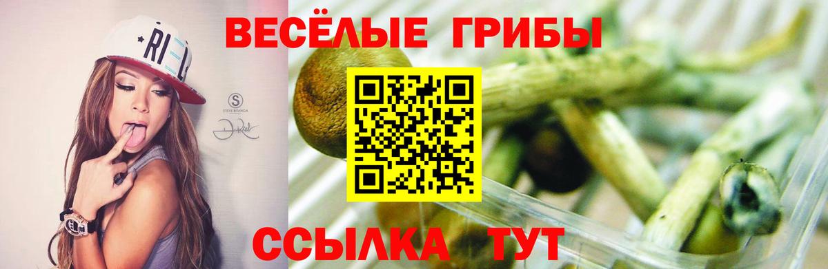Саранск  Псилоцибиновые грибы Cubensis  где купить   Псилоцибиновые грибы мицелий  Вход с VPN 